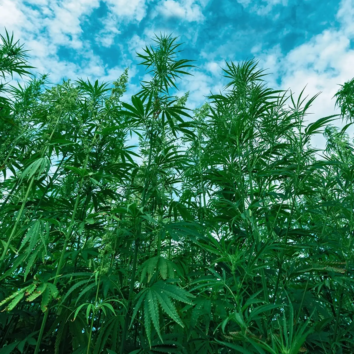 Aceite de Cáñamo - Imagen 3