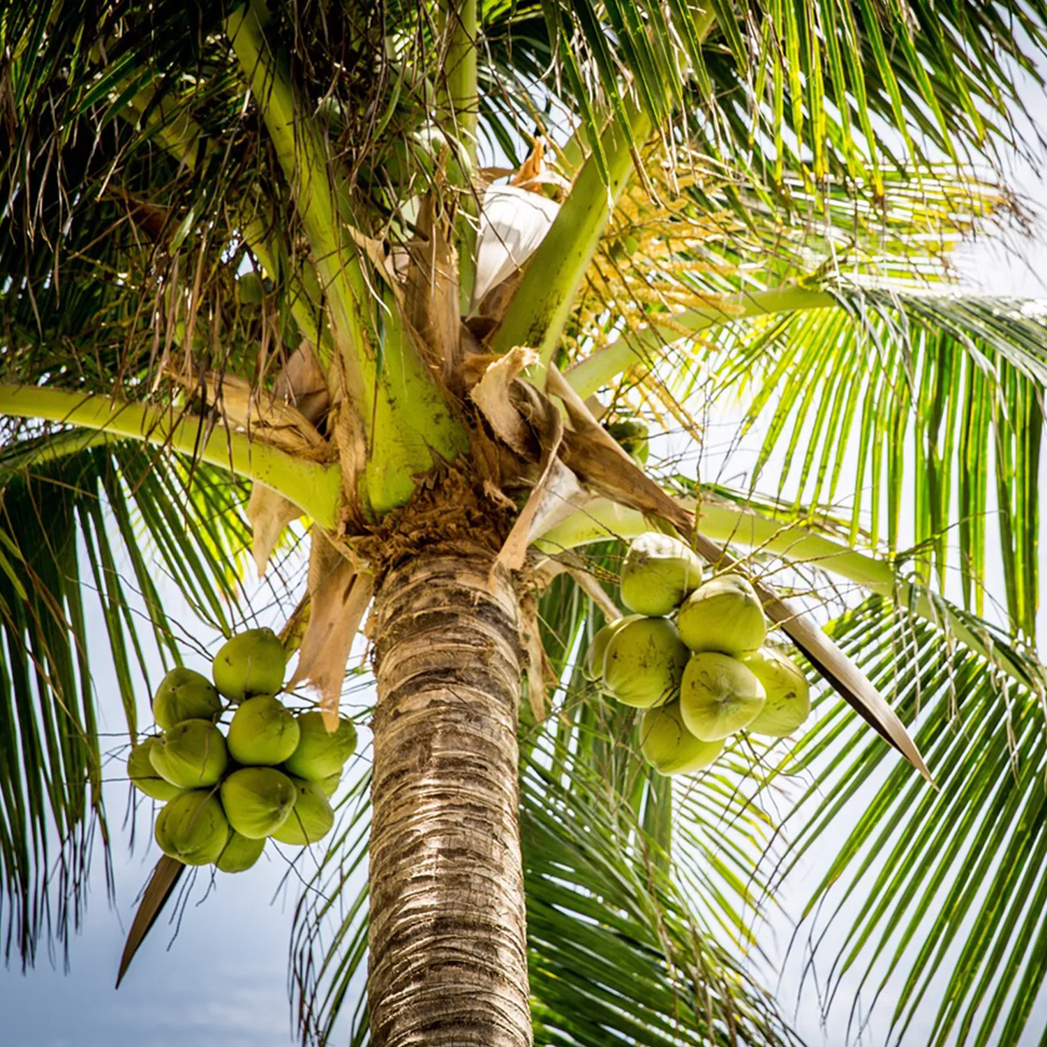 Aceite de Coco Extravirgen - Image 3