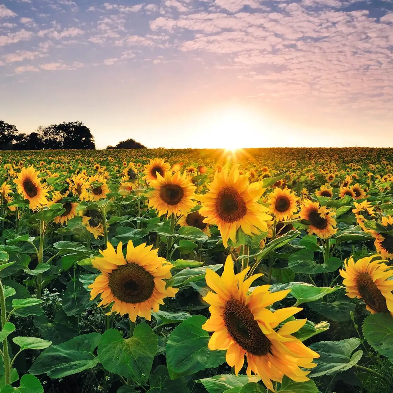 Aceite de Girasol - Imagen 3