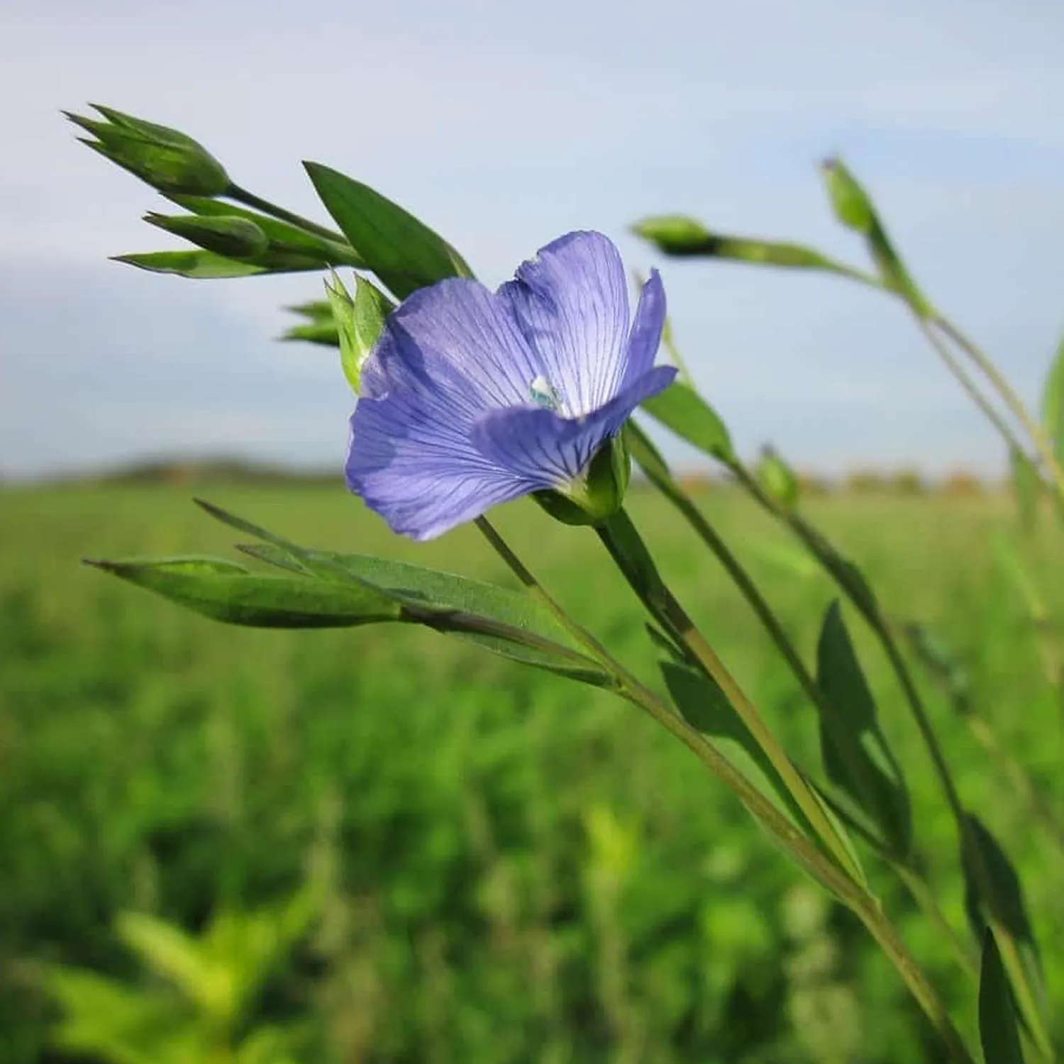 Aceite de Linaza - Imagen 3