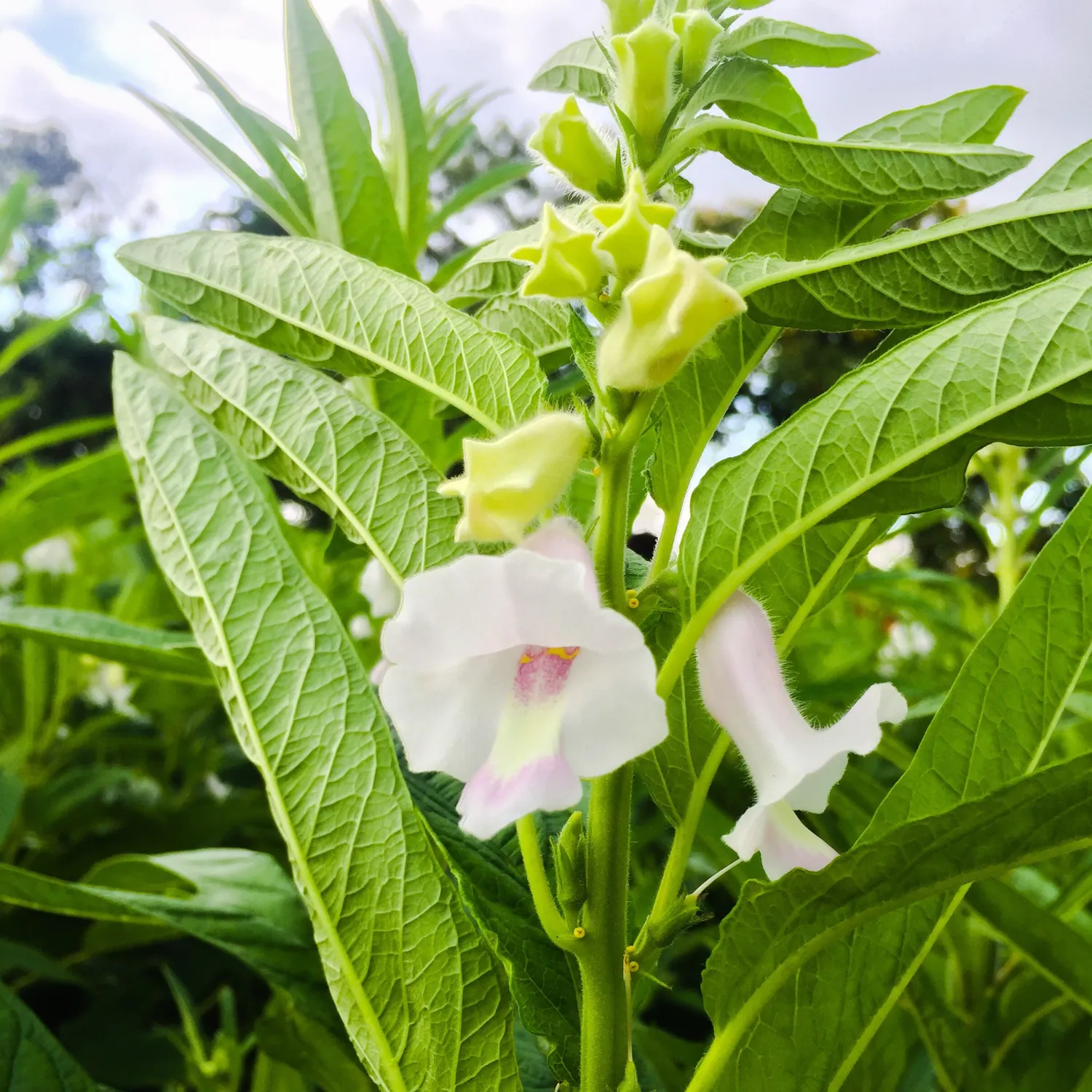 Aceite de Sésamo Blanco - Imagen 3