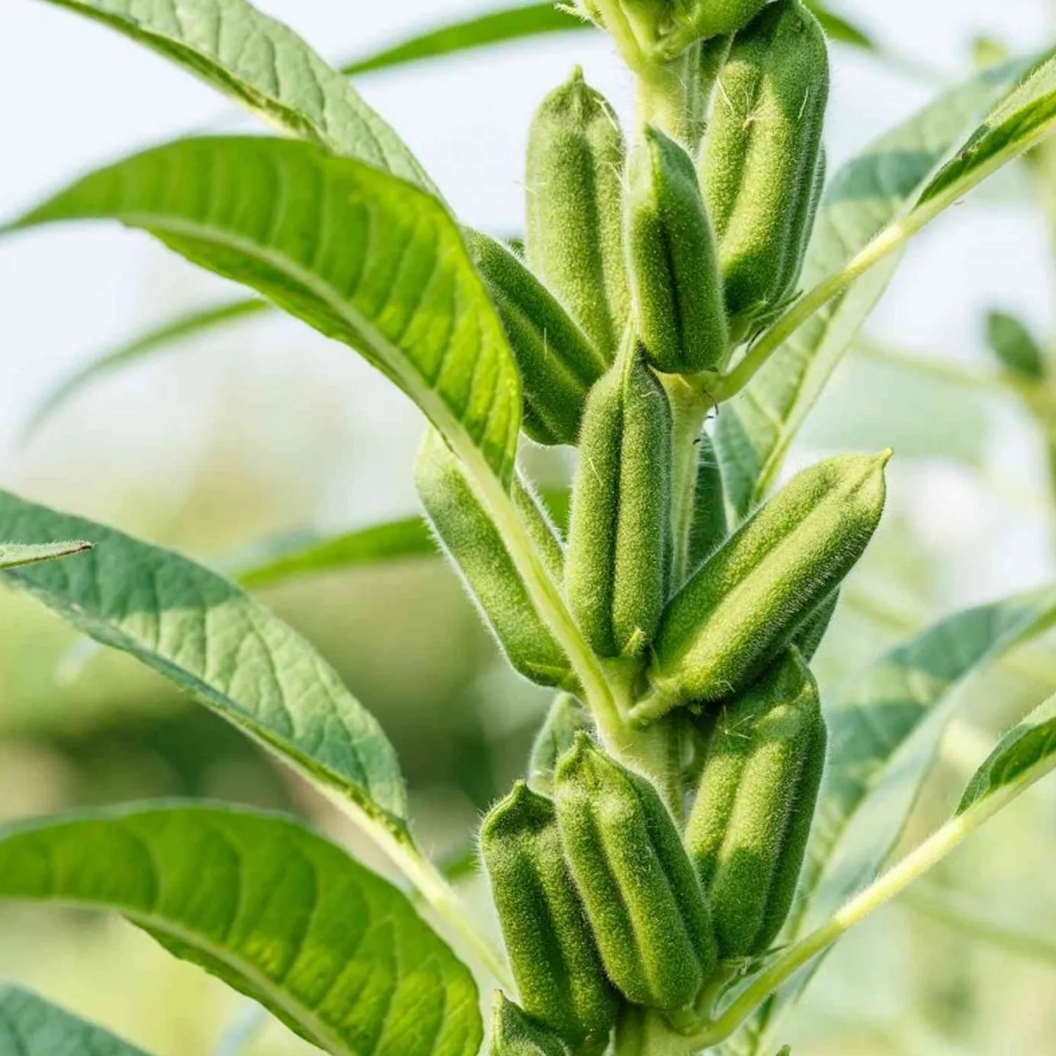 Aceite de Sésamo Negro - Image 3